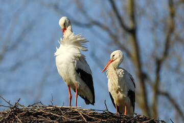 white stork in the nest