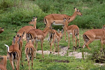 Impala (Aepyceros melampus). Nyerere National Park. Tanzania. Africa.