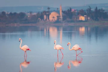 Papier Peint photo Chypre Pink Flamingo in Cyprus, Larnaca Salt Lake