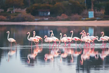 Schilderijen op glas Pink Flamingo in Cyprus, Larnaca Salt Lake © Evgeni