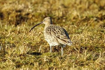 curlew in sun