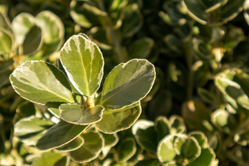 Green leaf in the morning