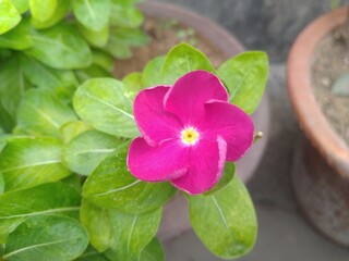 Purple Periwinkle Flower