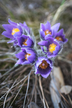Sleep-Grass. Flowers Wind-Flower (Pulsatilla Patens). First spring April blue sleep-grass flowers