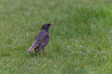 close up of starling standing in green grass