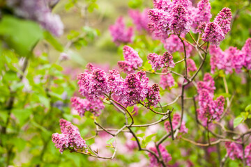 Fototapeta na wymiar Lilac garden, colorful lilac blooming, spring flower
