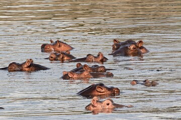 Hippopotamus (Hippopotamus amphibius). Nyerere National Park. Rufiji River. Tanzania. Africa.
