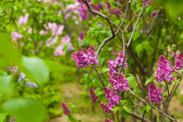 Lilac garden, colorful lilac blooming, spring flower