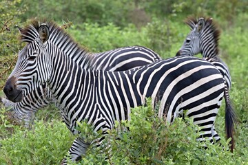 Fototapeta na wymiar Plains Zebra(Equus quagga). Nyerere National Park. Tanzania. Africa.