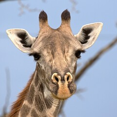 Obraz premium Masai Giraffe (Giraffa camelopardalis). Nyerere National Park. Tanzania. Africa.