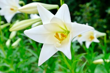 Fototapeta premium Isolated of Lilium longiflorum, often called the Easter lily, is a plant endemic to Taiwan. White lilies often chosen for both weddings and funerals. Concept: purity, commitment, rebirth and sympathy.