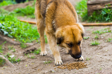 Ginger street dog and dog food, dry dog food