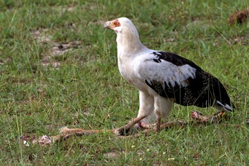 Palm-nut Vulture (Gipohierax angolensis). Nyerere National Park. Tanzania. Africa.