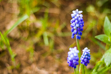 Muscari flower macro and close-up, blossom, blue and purple color flower head
