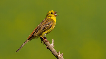 Yellowhammer singing on branch in sunny summer nature