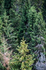 A light green tree in a forest in the mountains