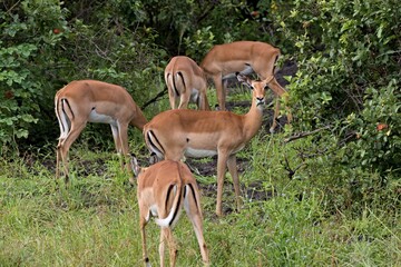 Impala (Aepyceros melampus). Nyerere National Park. Tanzania. Africa.