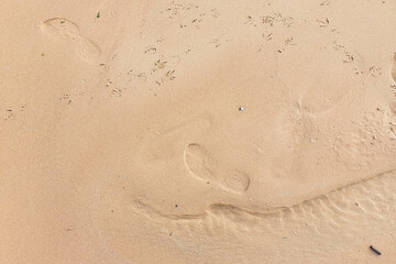 Bird and human footprints on sandy beach. Top view, texture, summer background