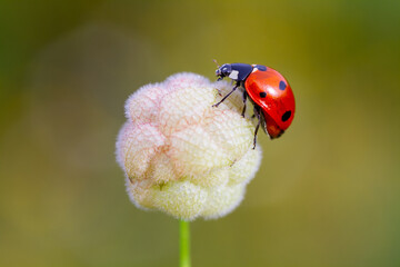 spring messenger, ladybug on flowering branch - Powered by Adobe