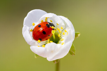 spring messenger, ladybug on flowering branch © mehmetkrc