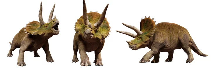 Foto op Plexiglas Dinosaurus Triceratops horridus, set of dinosaurs isolated on white background
