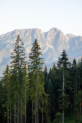 A view of trees and the Tatra mountains 