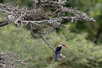 Malachite Kingfisher (Corythornis cristatus). Nyerere National Park. Tanzania. Africa.