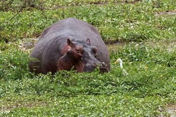 Hippopotamus (Hippopotamus amphibius). Nyerere National Park. Rufiji River. Tanzania. Africa.