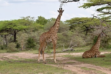 Masai Giraffe (Giraffa camelopardalis). Nyerere National Park. Tanzania. Africa.