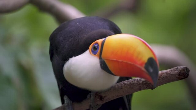 Handheld close up following a curious toco toucan looking around standing on a branch in nature. Slow motion.