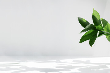 Creative layout of colorful riskus leaves on a white background in the rays of the sun, with shadows. Minimal summer exotic concept with copy space.