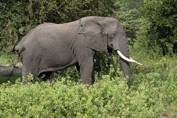 African Elephant (Loxodonta africana). Nyerere National Park. Tanzania. Africa.