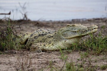 Naklejka premium Nile Crocodile (Crocodylus niloticus). Nyerere National Park. Tanzania. Africa.
