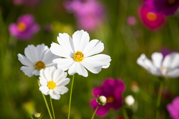 Cosmos flowers blooming in Autumn with spectacular colours