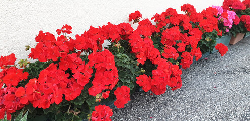 Red flowers of pelargonium blooming in a row. Panorama.