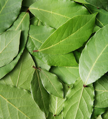 Background of fresh green bay leaves. Seasoning. Vertical frame.