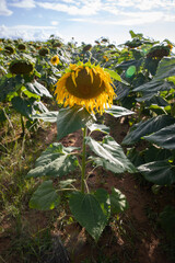 Sunflower in field of sunflowers in farmers field. 