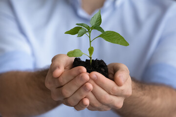 Crop close up of young Caucasian businessman hold soil and green plant for investment or project launch. Male CEO with seedling or sprout in hands for business success. Growth, development concept.