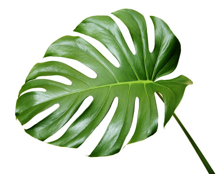 Green leaf monstera delicatessen isolated on a white background.