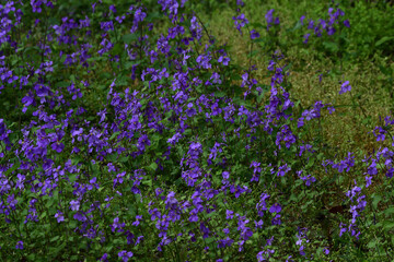 大紫羅欄花