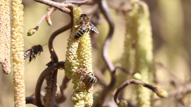 Several European Honey Bees Flying around and Pollinating Male Catkins of Common Hazel in Early Spring. Western Honey Bee Collects Pollen during Sunny Day in the Garden.