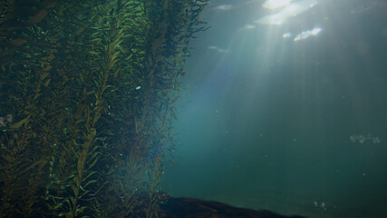 Fototapeta na wymiar kelp forest, giant algae seaweed, beautiful seascape with empty space