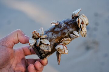 A hand picking up a thrown away glass bottle full of barnacles at a beach, cleaning up the trash to save the environment.