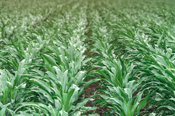 Corn field, selective focus