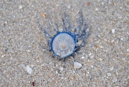 A closeup picture of blue button jellyfish being washed up along the sandy beach in Thailand during the summer.