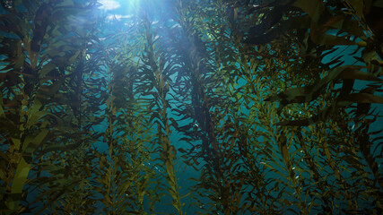 Fototapeta na wymiar kelp forest, giant algae seaweed