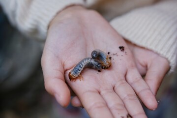 A girl is showing off rhinoceros beetle larvae in her hands after digging them up from the ground in a garden, preparing to raise them into adult beetles.