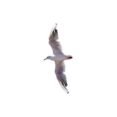 Obraz premium One big flying seagull isolated on white background