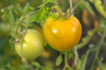 Not quite ripe tomatoes on a branch in a greenhouse