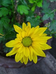 Yellow Dahlia Flower